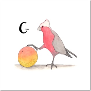 G is for Galah Posters and Art